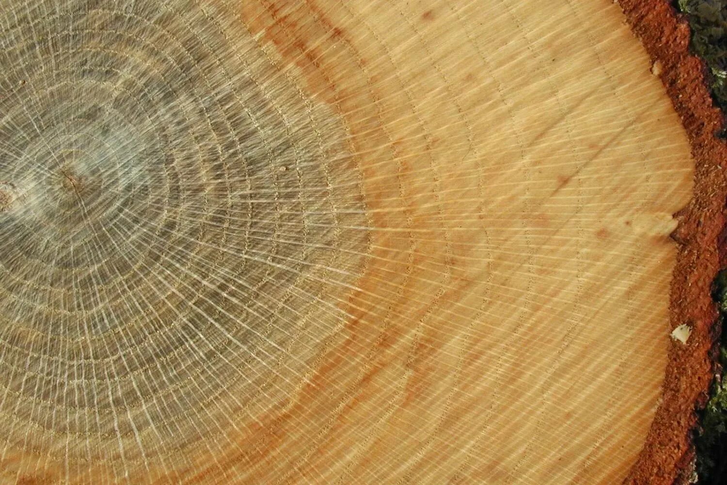 Состав дуба. Шпон дуба. Шпон радиальный и тангенциальный. Тангенциальный срез дуба. Ясень дуб бук лиственница сосна.