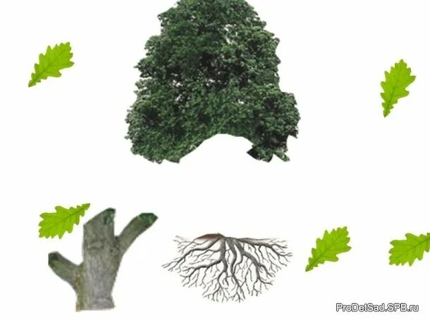 Собери куст. Кустарник вектор. Кустик вектор. Дерево для детсада. Собери куст.