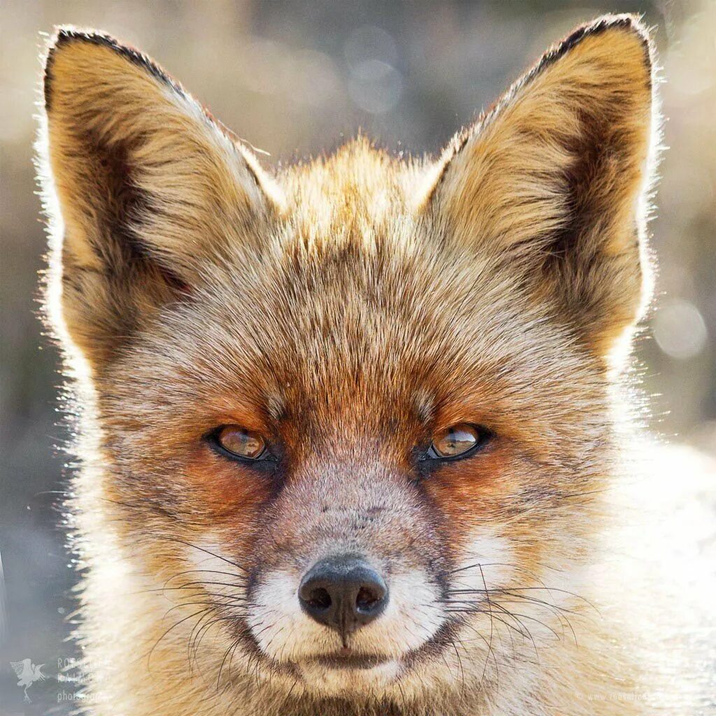 Старый лис отзывы. Старый лис. Старый лис. Old fox. Лиса у сарая.
