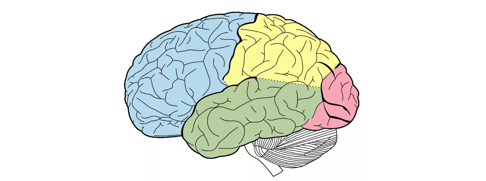 Большой мозг рисунок. 5 Долей больших полушарий головного мозга. Лобная доля мозга поля. Доли больших полушарий головного мозга 8 класс. Доли головного мозга без подписей.