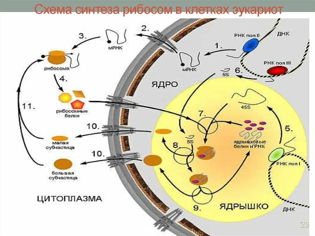 Схема синтеза рибосом в клетках эукариот. Ядрышко Синтез рибосом Синтез РНК. Схема рибосомы клетки.