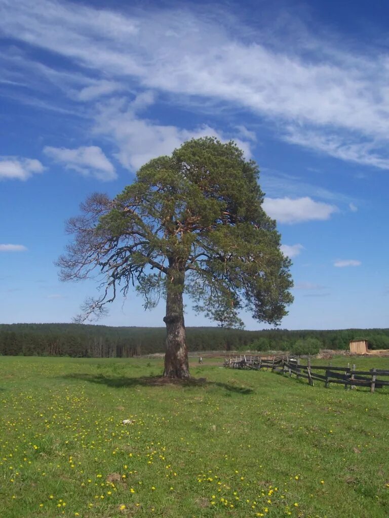 Почему все деревья не старше 200 лет. Деревьясосновая рощакуоган. Лесов курганской области. Почему деревьям 200 лет. Почему деревьям 200 лет.