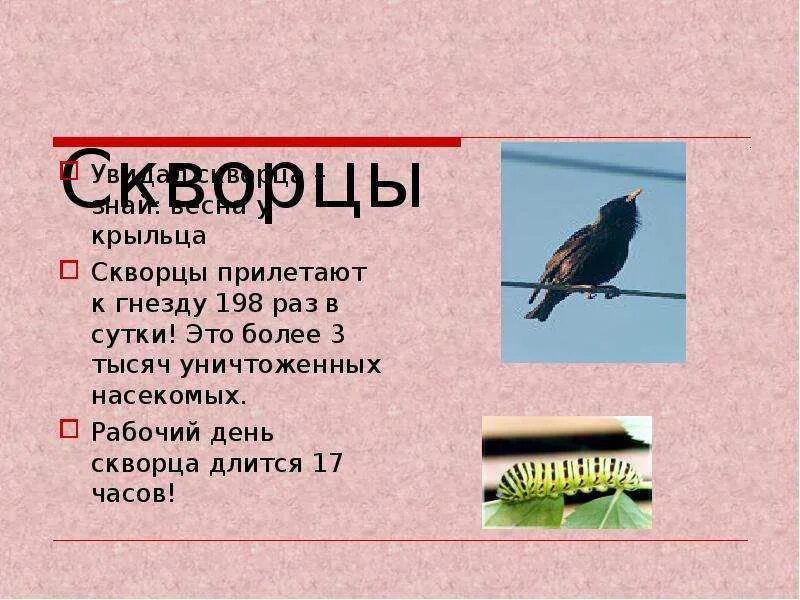 Скворец количество звуков. Когда прилетают скворцы. Скворцы прилетели. День скворца. Пролетают скворцы когда.