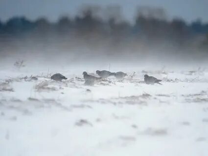 Попали в метель