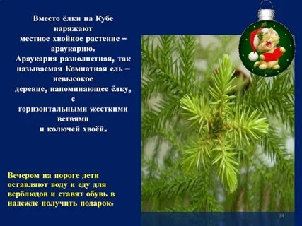 Хвоя текст