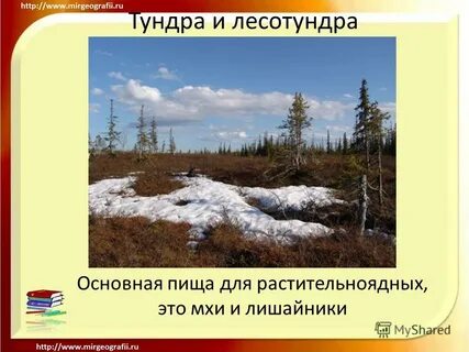 Арктическая пустыня тундра лесотундра 8 класс