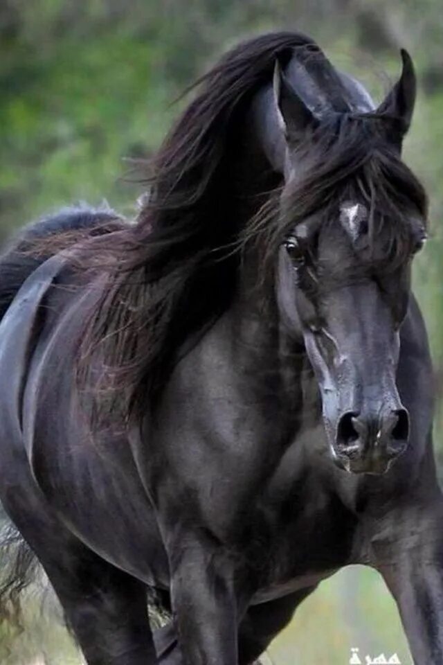 ￼ Khaja J Khadraj NA x Promise V Photo by April Visel Eventing horses, Horses, B