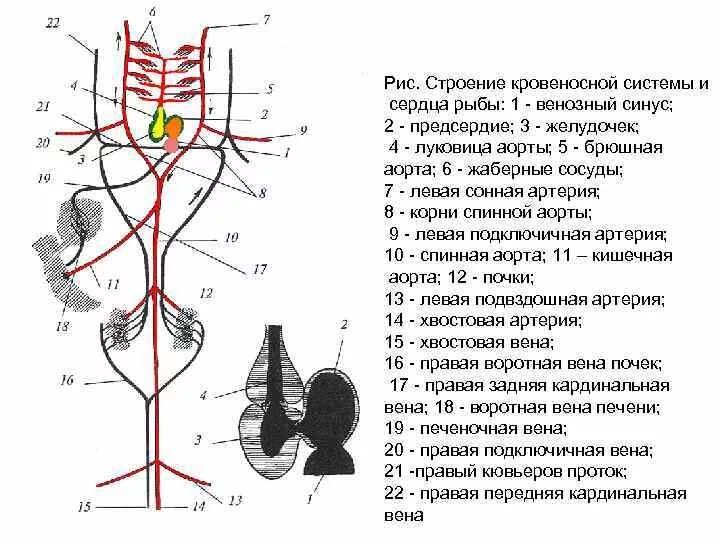 Состав и строение кровеносной системы рыб. Схема кровеносной системы костистой рыбы. строение кровеносной системы акулы. строение сердца и кровеносной системы рыбы. схема артериального кровообращения двоякодышащей рыбы.