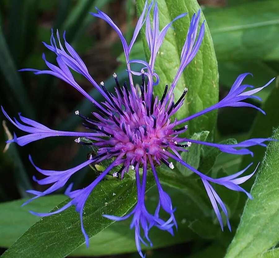 Многолетник Василек горный. Василёк синий Centaurea Montana. Василек горный многолетний синий. Василек горный грандифлора. Тип василька