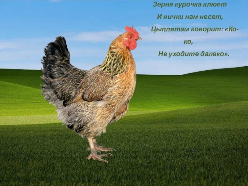 По зернышку клюет и сыта бывает пословица. Что такое квохчут куры. курица квохчет. курочка по зернышку клюет. клюющие курочки.