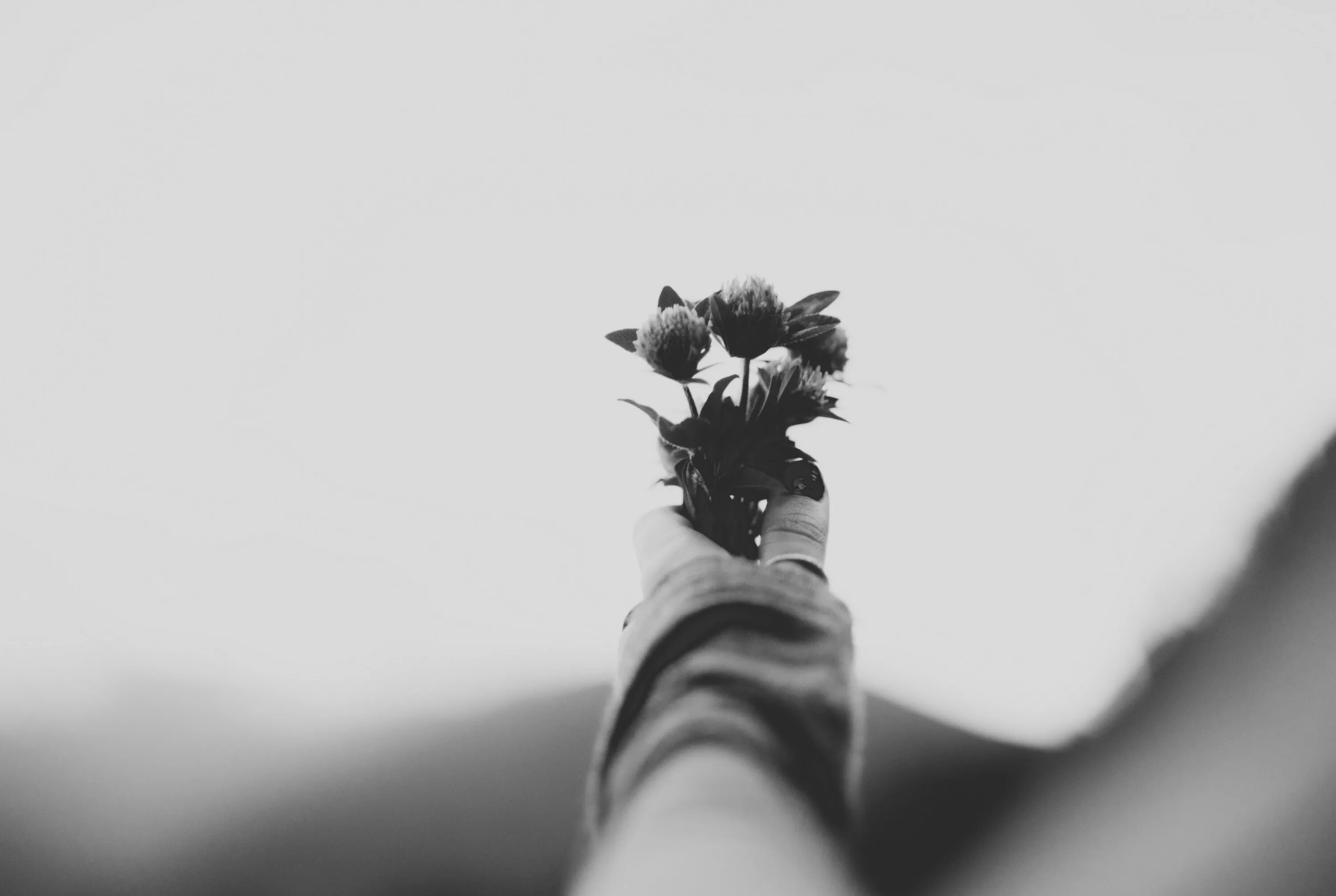Цвет отпустить. Чб картинки. Цветок одиночества. Чёрно-белые фото. Одинокий цветок черно белый.