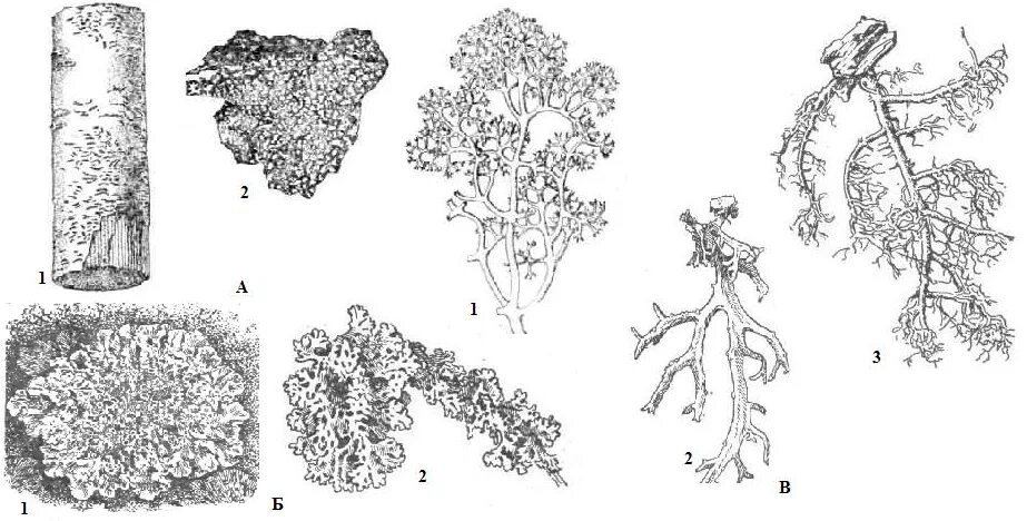 Лишайники накипные листоватые кустистые. Строение кустистых лишайников. Строение кустистого лишайника. Листоватый лишайник рисунок. Впр 5 класс биология лишайники растения животные