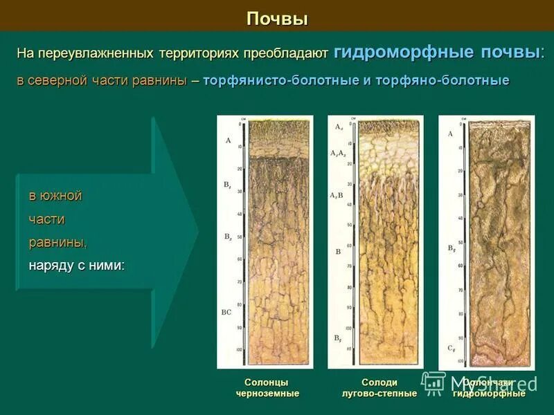 почвенная карта западно сибирской равнины. почвенные западной сибири. подзолистые почвы схема. чернозема дерново подзолистой почвы. почвенные западной сибири.