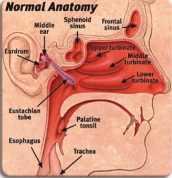 Head and Neck: Anatomical Drawings: Merck Manual Home Edition Throat anatomy, Mo
