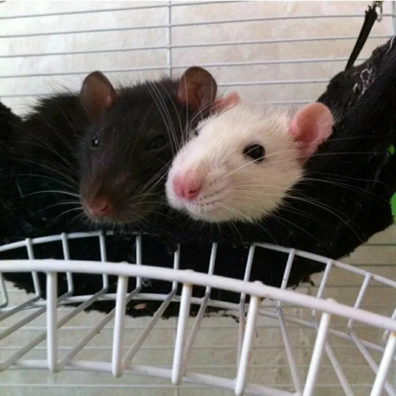 Бело серая крыса. Две белые крысы. Две белые крысы. Две белые крысы. Крысы породы вистар.