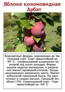 Колоновидная яблоня медок описание