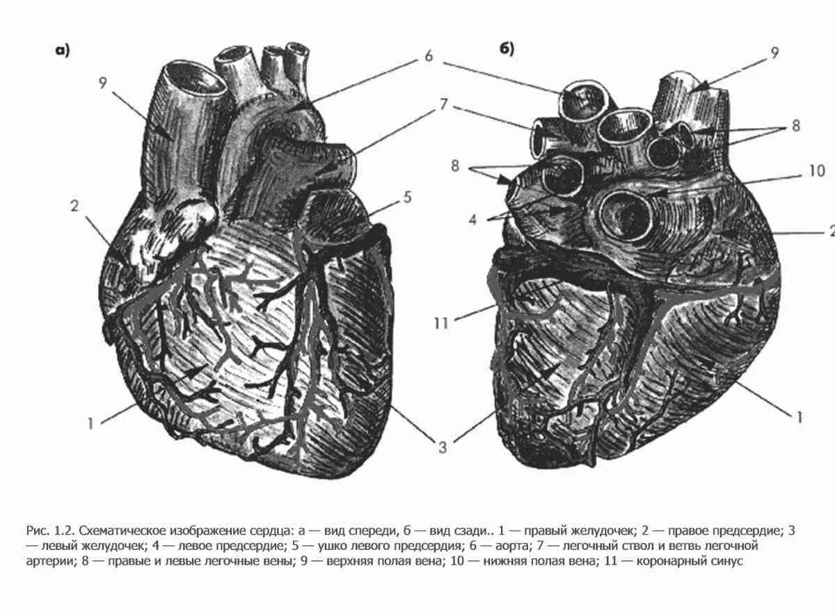 Внешнее строение сердца рисунок. Внешнее строение сердца рисунок