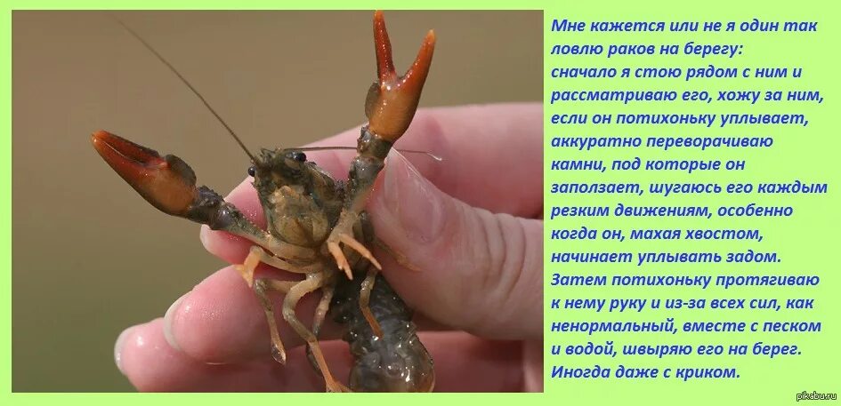 Что любят раки