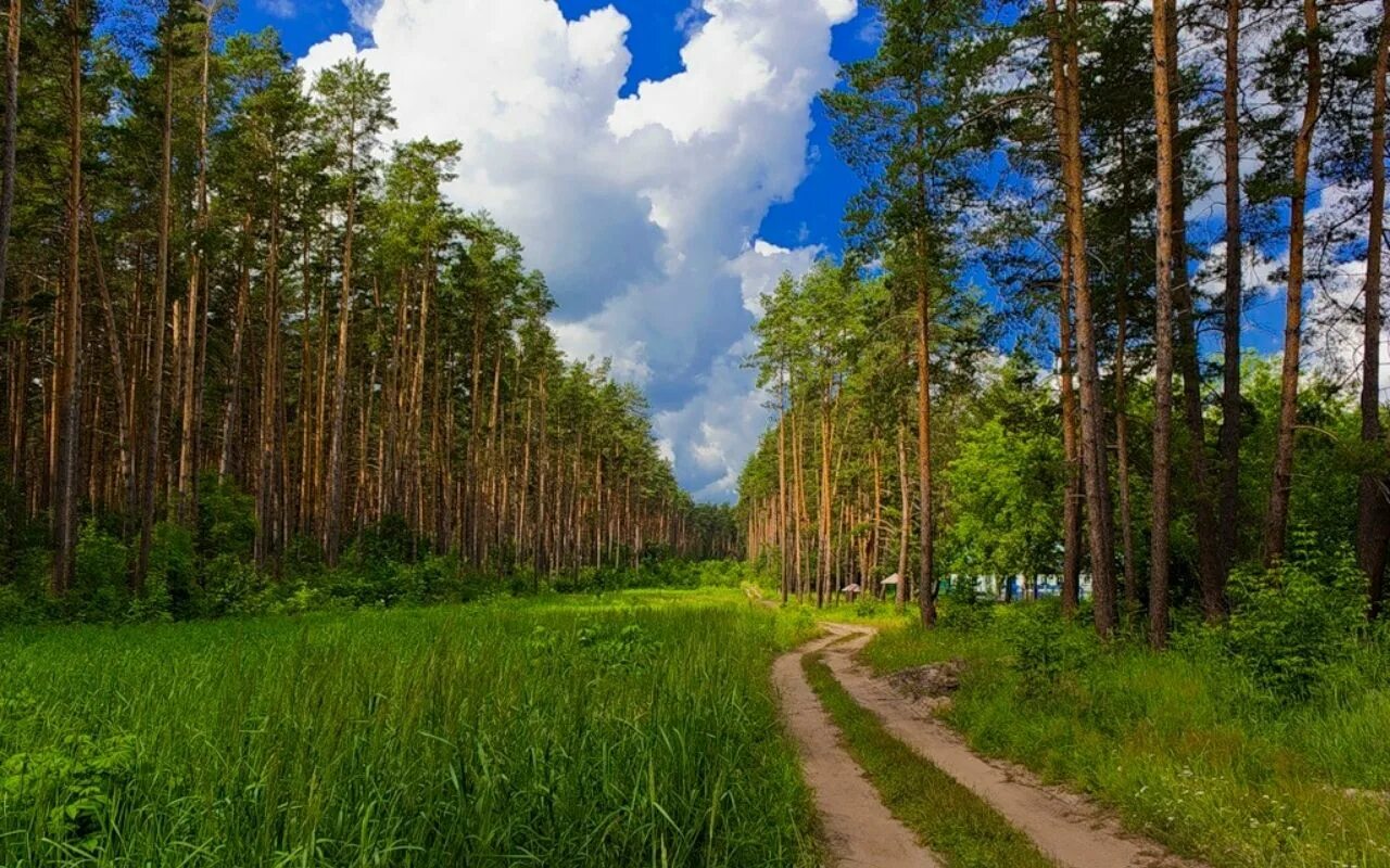 Лесные сайты россии. Леса Заволжье Чувашия. Сосновка Чебоксары лес. Природа Чувашии лес. Сосновый лес Чувашии.