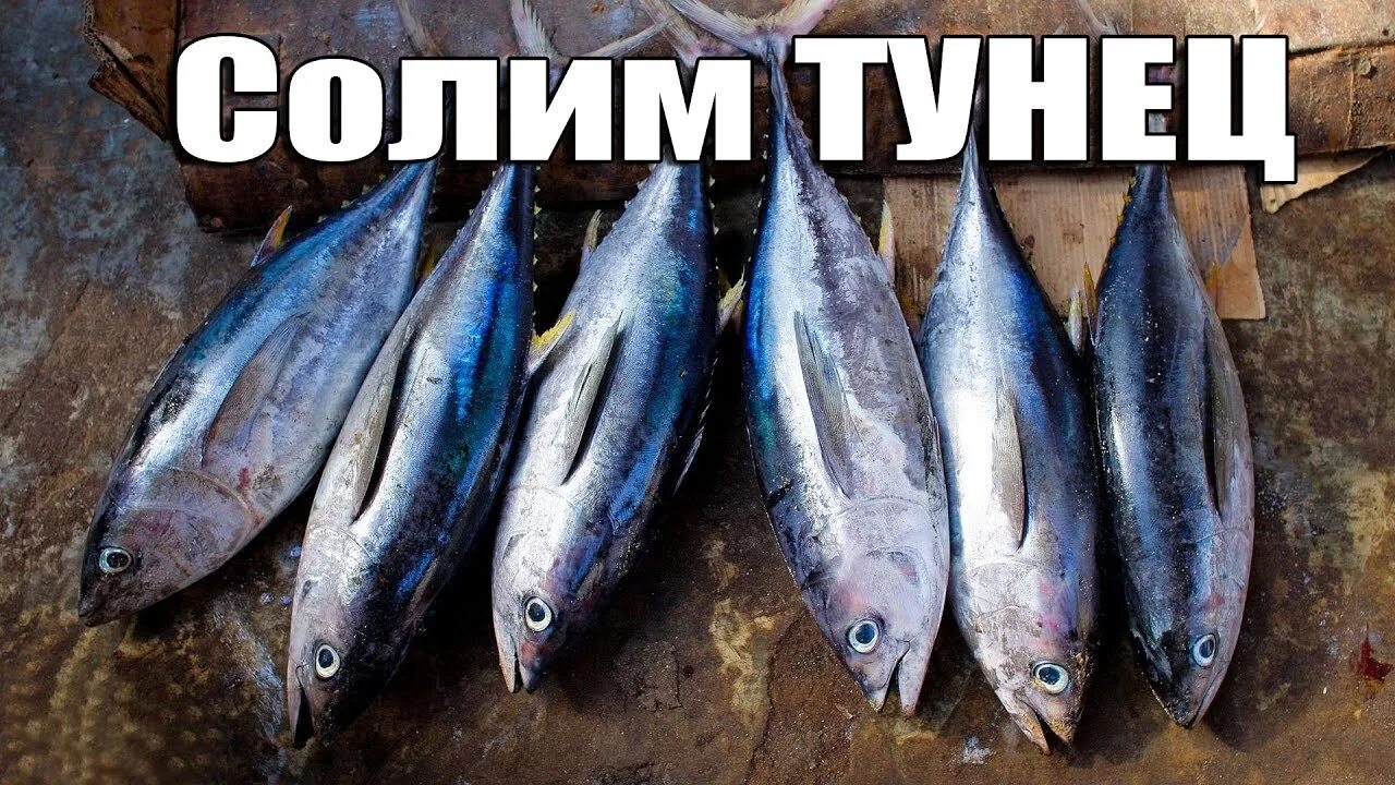 Как солить тунца. Тунец соленый. солить тунца. тунец малосольный. как засолить тунца.