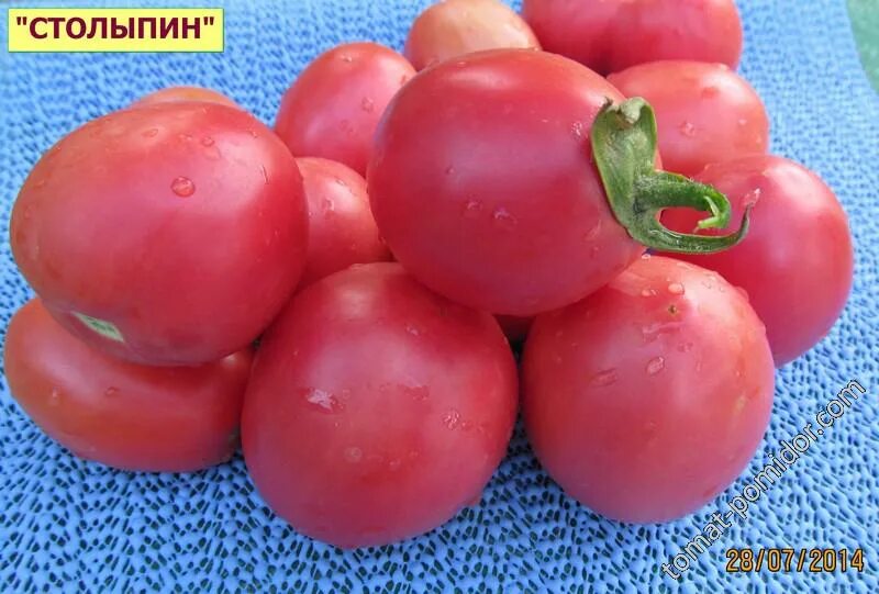 Столыпин розовый томат. Семена томат Столыпин. Сорт помидор столыпин