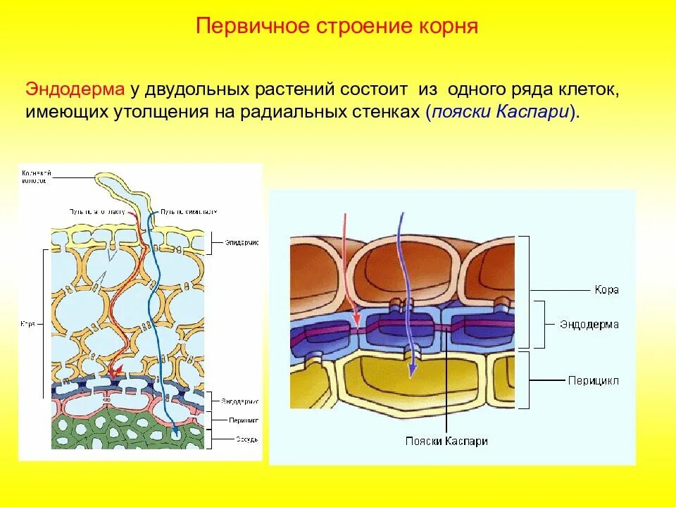 Выберите клетку имеющую клеточную стенку