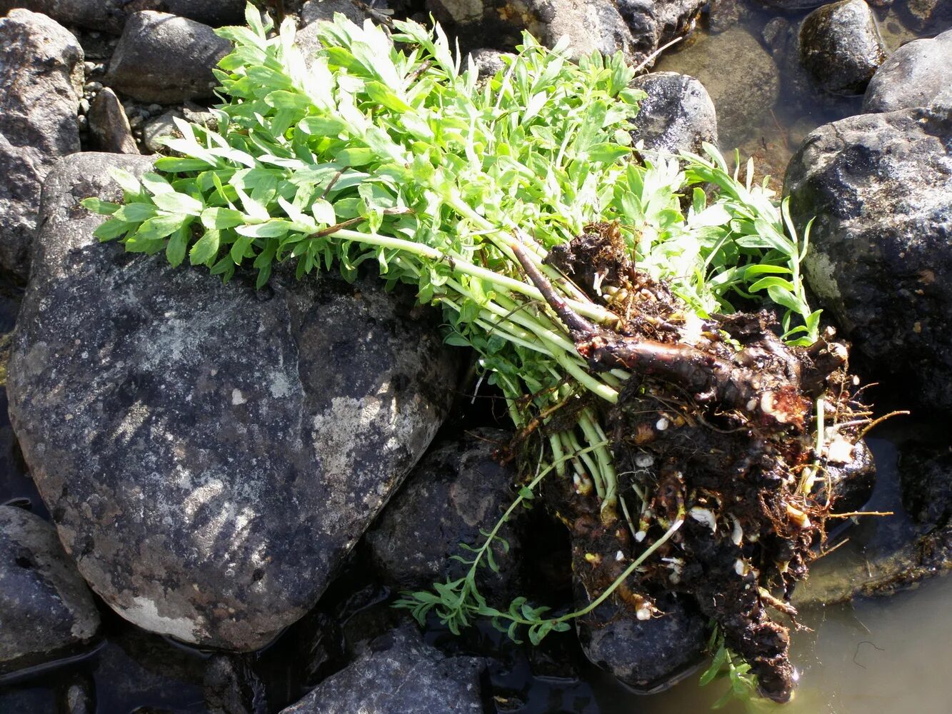корень золотой корень родиола. золотой корень алтай. очиток золотой корень. родиола четырехнадрезанная. золотой корень родиола.