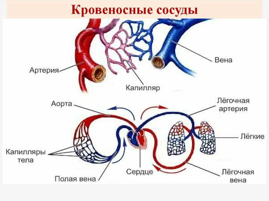 Аорта артерии капилляры вены. Строение сосудов артерия Вена капилляр. Кровеносная система сосуды артерии вены. Артерии вены капилляры схема. Кровеносная система сердце вены артерии капилляры