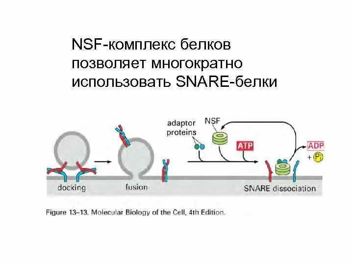Транспорт белков внутриклеточный. Комплекс белков Snare. Какие белки из представленных вовлечены в везикулярный транспорт?. Энергозависимость везикулярного транспорта.. Какие белки используются в везикулярном транспорте.