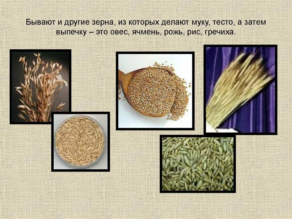 Из чего делают муку. Что делают из зерна. Что изготавливают из пшеницы. Что изготавливают из зерен пшеницы.