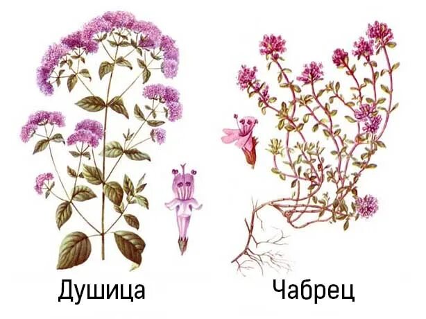 Как отличить душицу