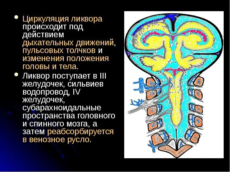 Пути оттока спинномозговой жидкости анатомия. Схема оттока цереброспинальной жидкости. Ликворная система спинного мозга; циркуляция ликвора;. Пути оттока ликвора анатомия. Ликворные изменения мозга