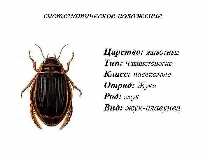 На рисунке изображен жук. Строение жука плавунца. жук плавунец систематика. систематика майского жука. систематическое положение жука плавунца.