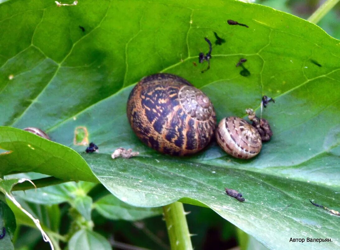 Улитка виноградная escargots. Улитка rhinocochlis nasuta. Улитка какое семейство. Панцирь улитки. Малазийская трубчатая улитка.