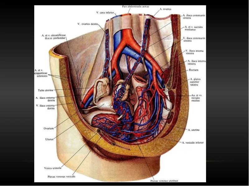 Варикозное расширение вен малого таза. Артерии и вены малого таза. Сосуды малого таза. Наружная подвздошная вена анатомия. Сосуды малого таза артерии и вены.