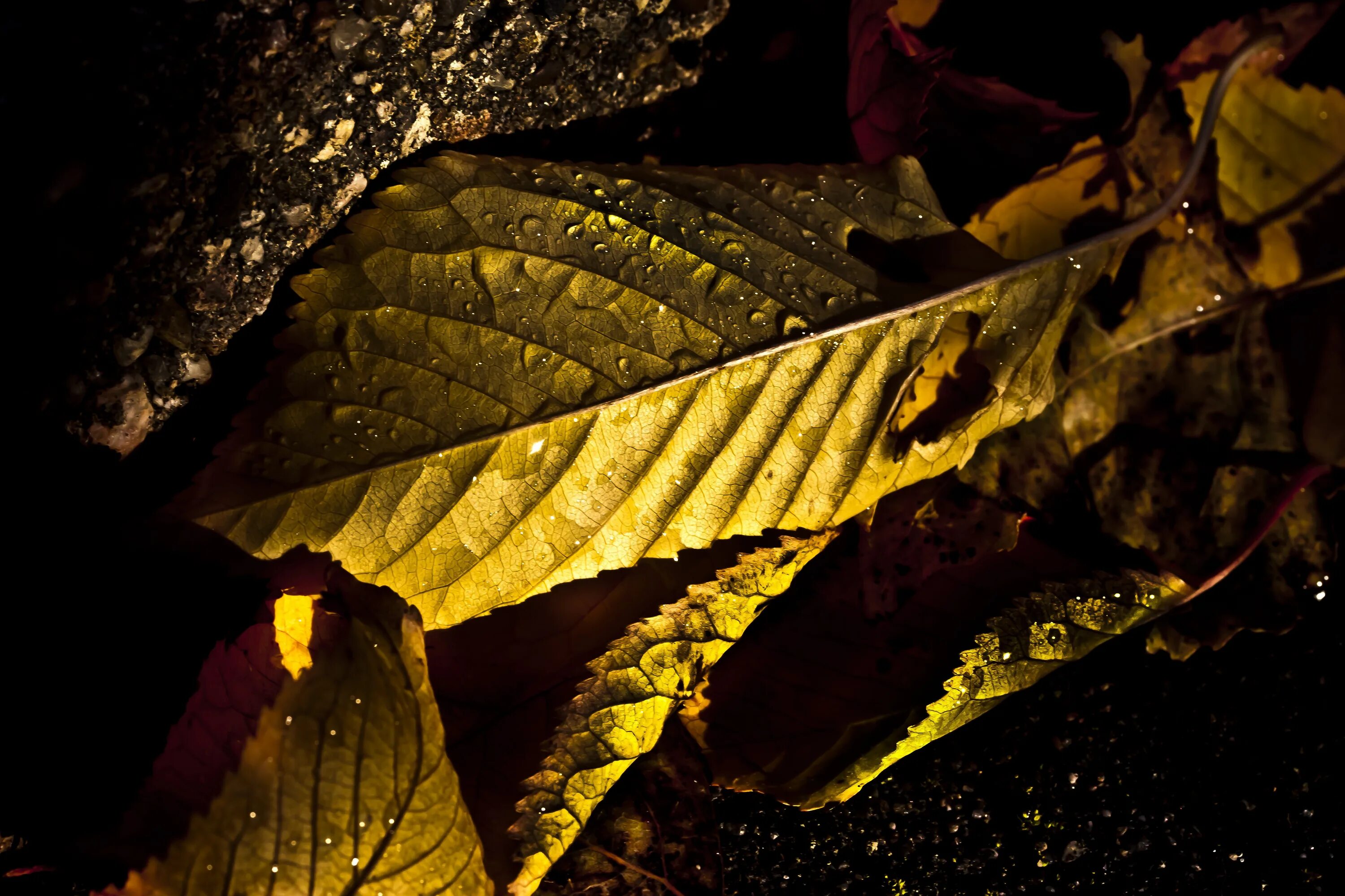 Ночью по листьям стучал беспрерывно. Листья золотые. Лист макро. Листья на рабочий стол. Золотые листья на черном фоне.