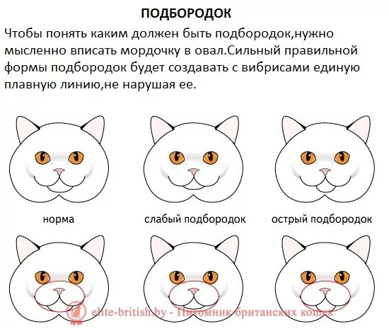 Скоттиш страйт и британец отличия. Шотландская прямоухая кошка отличие от британской. Британец скоттиш страйт. Британская кошка стандарт породы.