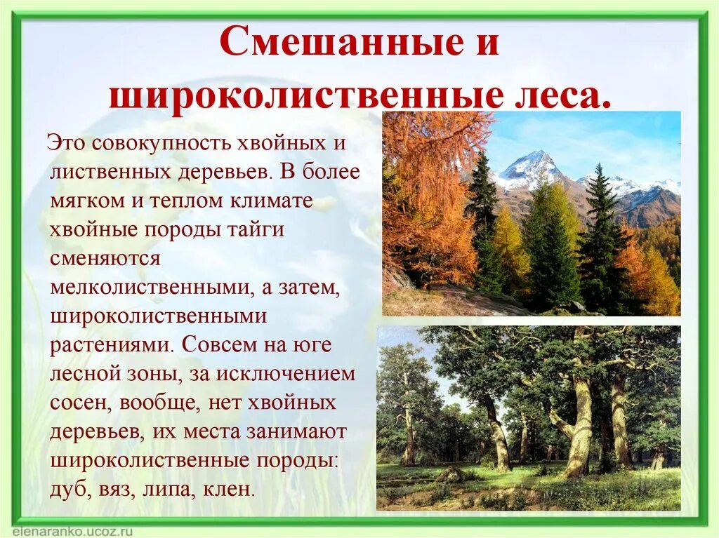 Зона лесов смешанные широколиственные климат. Зона смешанных и широколиственно хвойных лесов климат. Зона смешанных и широколиственных лесов России. Хвойные лиственные и смешанные леса. Климат зон хвойных лесов