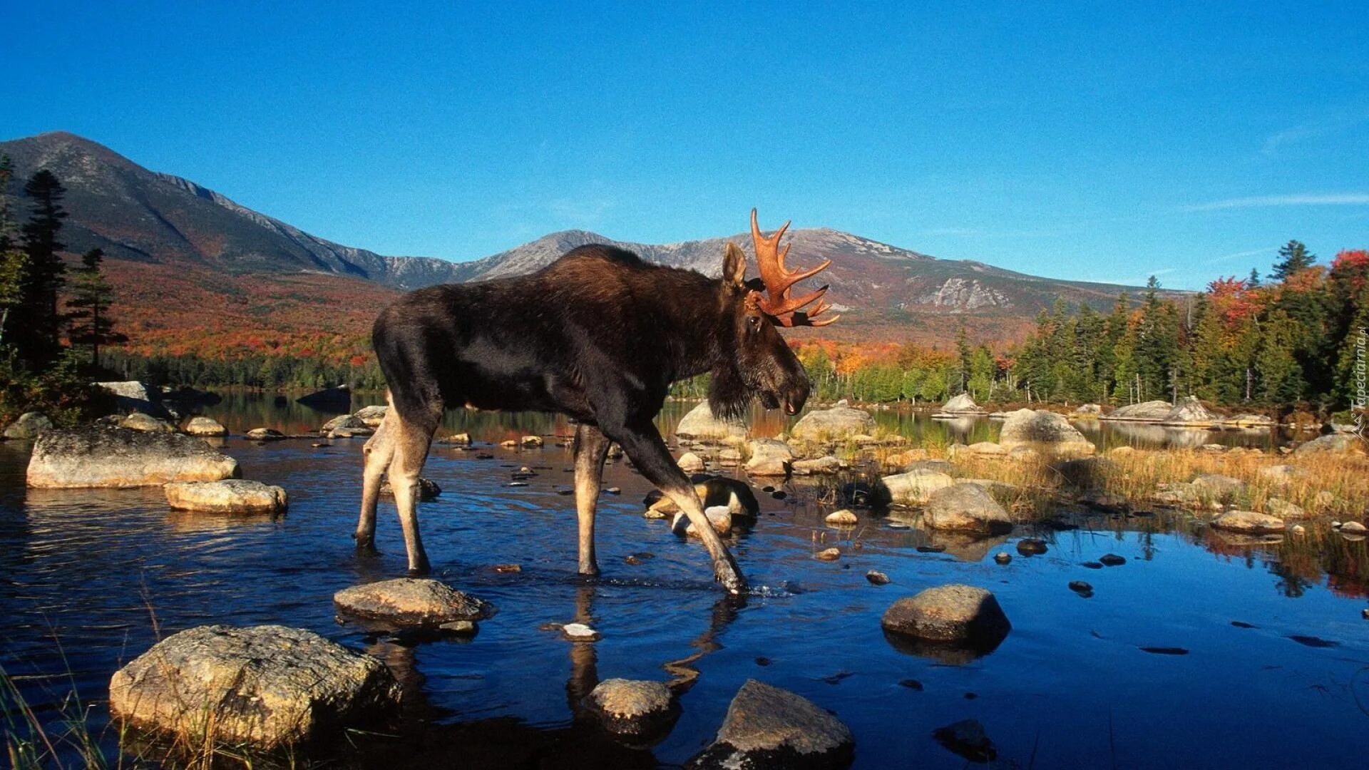 Лоси в америке. Аляскинский Лось. Горный Алтай Лось. Лось фото. Лось в горах.