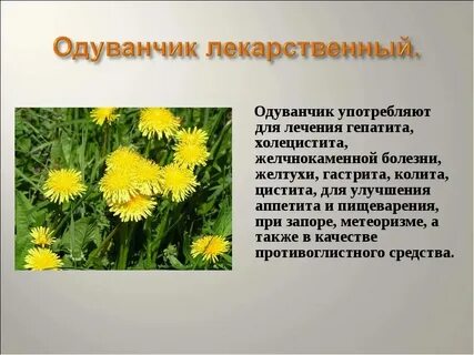 Одуванчик систематическая группа