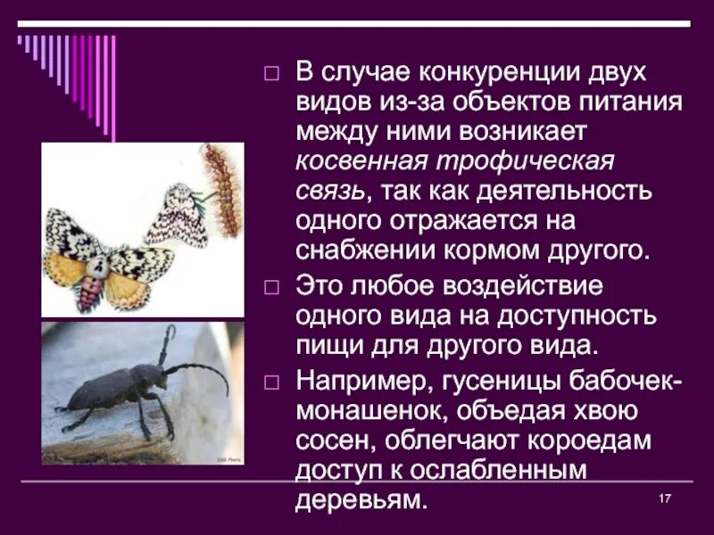 Косвенная конкуренция. Косвенная трофическая связь. Конкуренция в биоценозе. Трофическая конкуренция. Трофическая конкуренция в биологии.