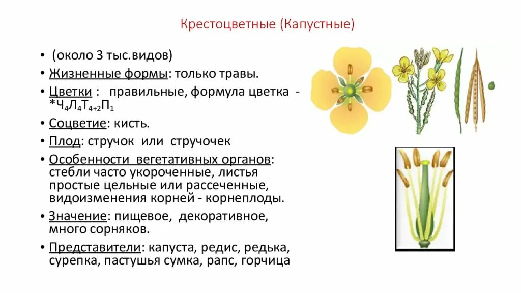 Крестоцветные какой класс растений. Характеристика семейства капустные (крестоцветные). Семейство крестоцветные капуста характеристики. Семейство крестоцветные капуста плод. Капустные растения крестоцветные характеристика.