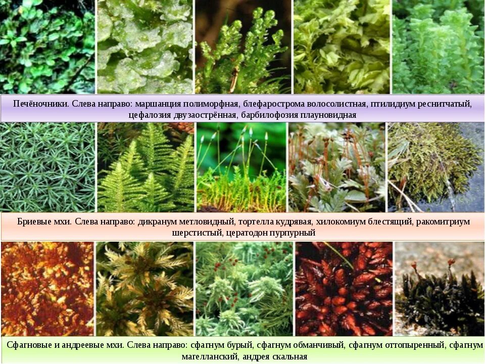 Моховидные растения. Подкласс Бриевые мхи. Разнообразие мхов. Название разных мхов. Моховидные растения примеры названия