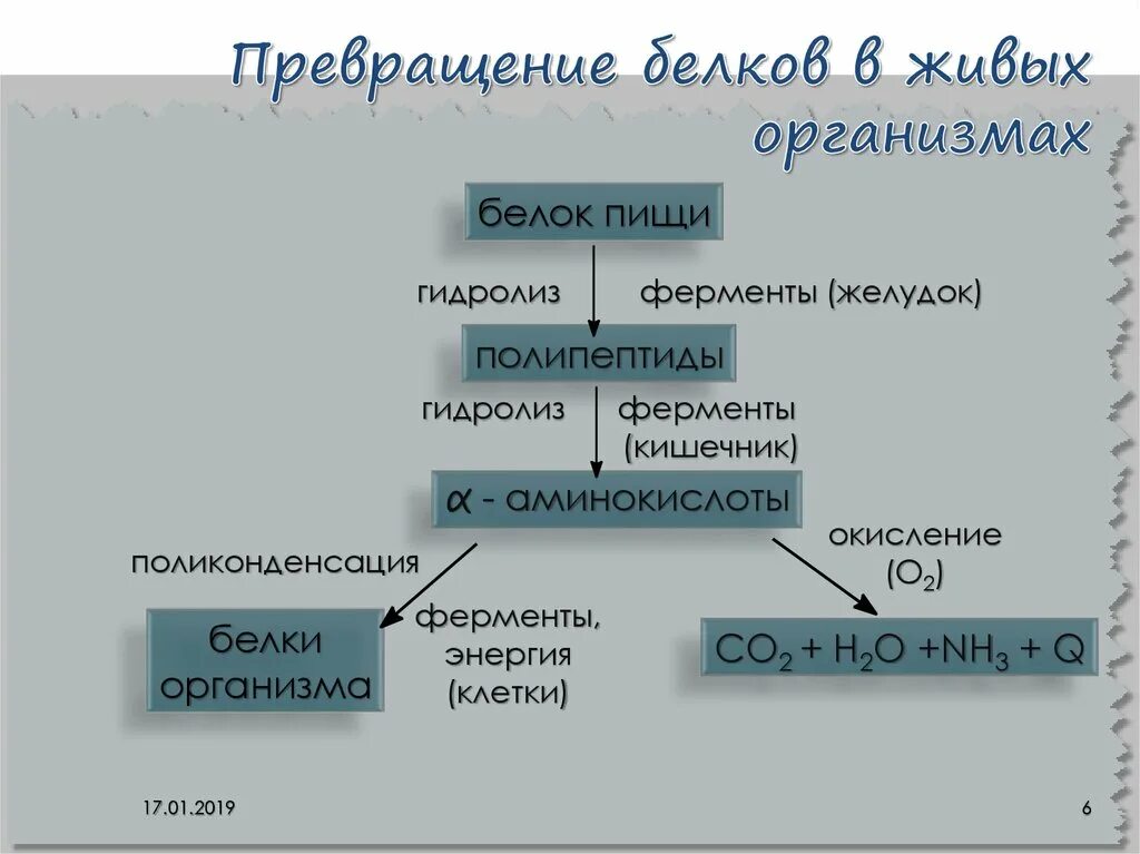 Схема превращения белка в организме человека. Белковый обмен. Превращение белков в организме.. Схема преобразования белков. Превращение белков в организме схема. Преобразование белка