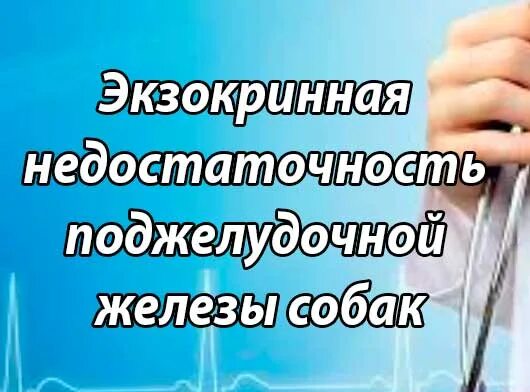 Экзокринная недостаточность поджелудочной железы. Воспаление поджелудочной железы (панкреатит) у животных. Симптомы панкреатита у животных. Воспаление поджелудочной железы (панкреатит) у животных. Экзокринная недостаточность поджелудочной железы у собак.