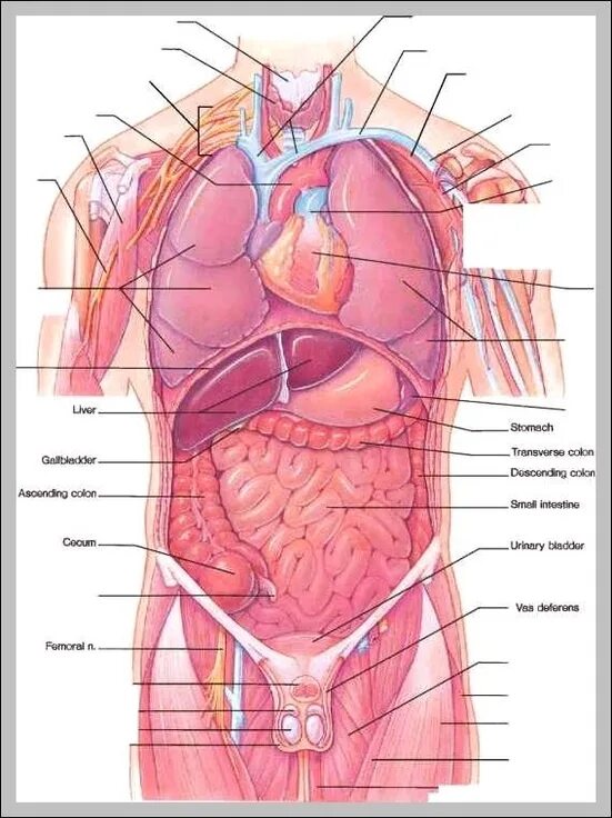 Фото анатомии человека женщин внутренних органов. Органы человека. Расположение органов. Внутренние органы человека. Анатомия человека органы.