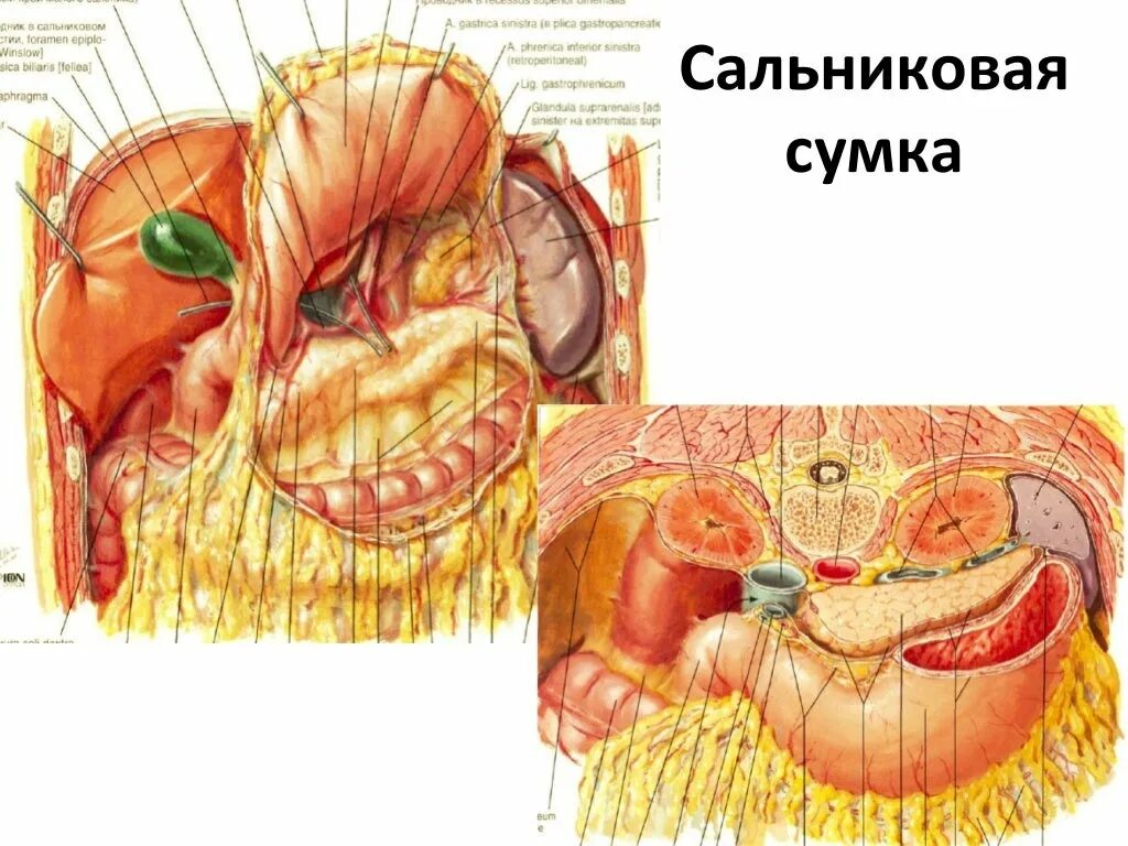 Винслово отверстие. Сальниковое винслово отверстие. Сальниковая сумка поджелудочной железы. Большой и малый сальник топографическая анатомия. Малый сальник и сальниковая сумка.