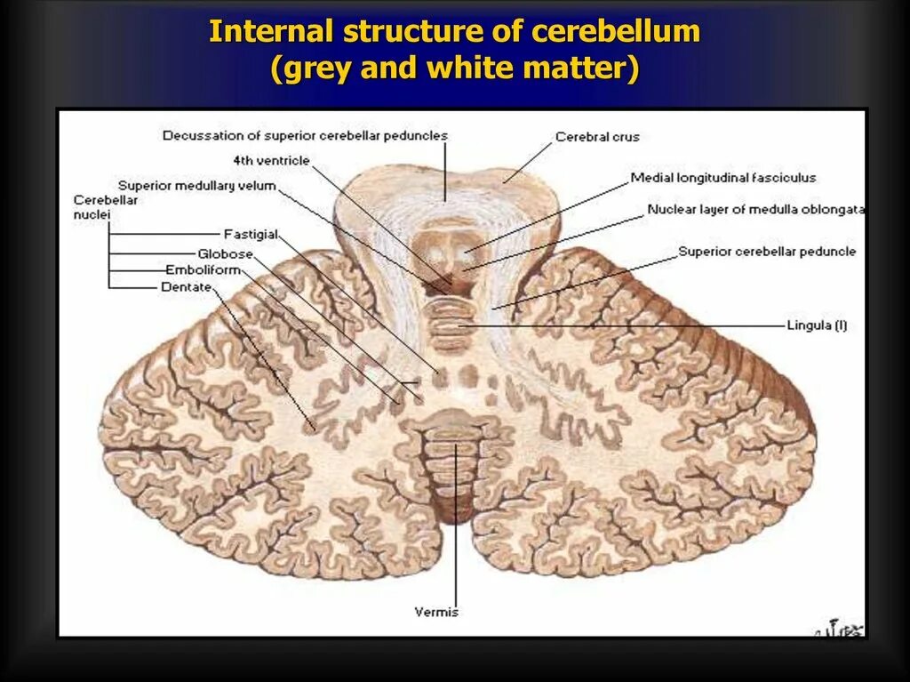 Internal structure. Grey matter of cerebellum. Cerebellum structure. Cerebellum флеш. Reticular formation of brainstem.