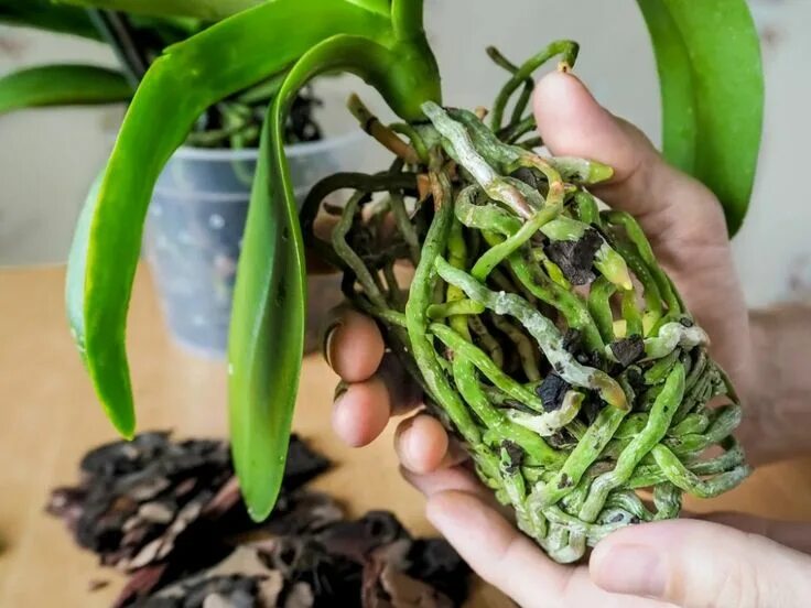 Orchid Leaves Turning Yellow: Is This Normal Brilliant Orchids Orchid leaves tu