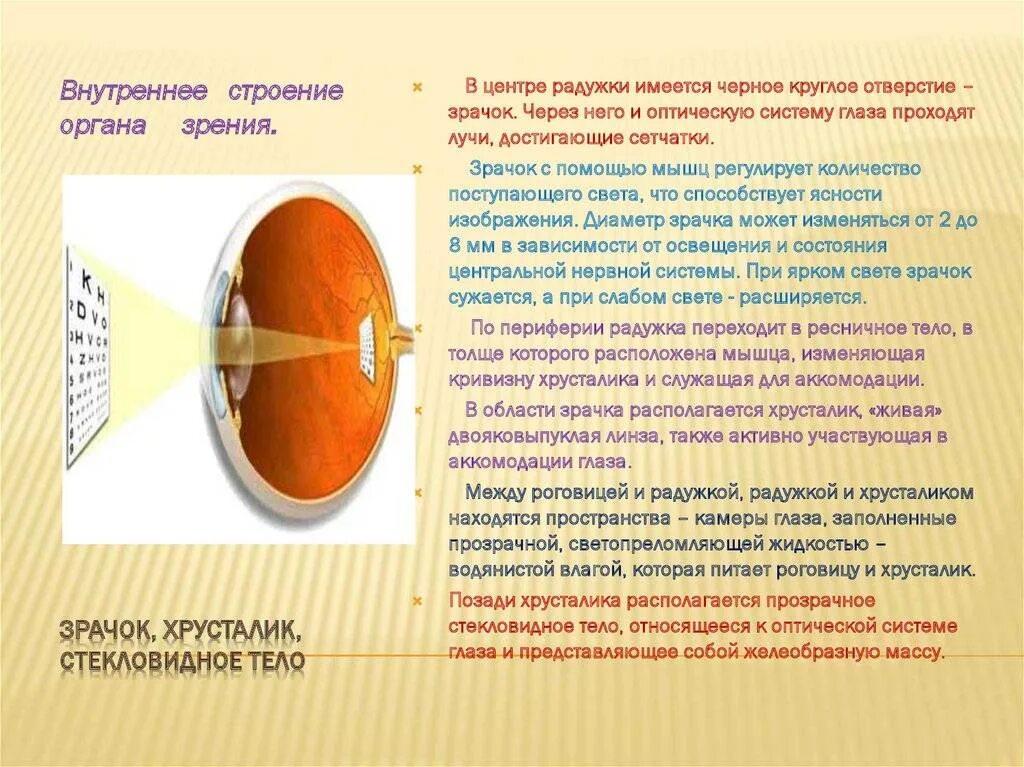 Какую форму имеет хрусталик. Строение хрусталика глаза. Строение хрусталика. Хрусталик строение анатомия. Функция хрусталика глазного яблока.